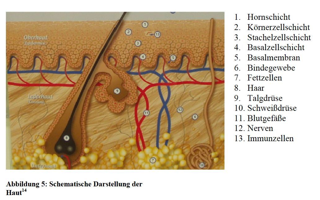 Diagramm der menschlichen Hautschichten mit Haarfollikeln und Blutgefäßen, beschriftet in Deutsch