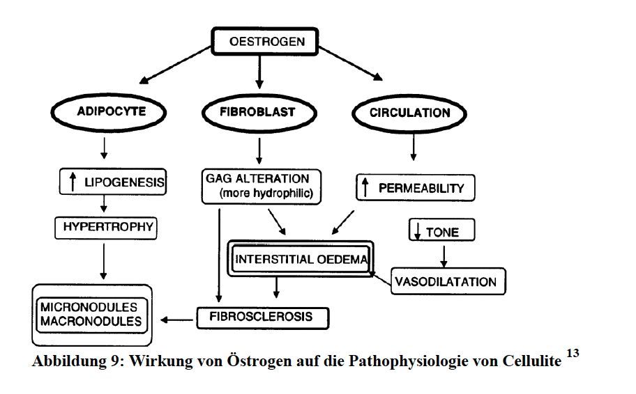 Diagramm der Östrogenwirkungen auf Adipozyten, Fibroblasten und die Durchblutung in der Pathophysiologie der Cellulite