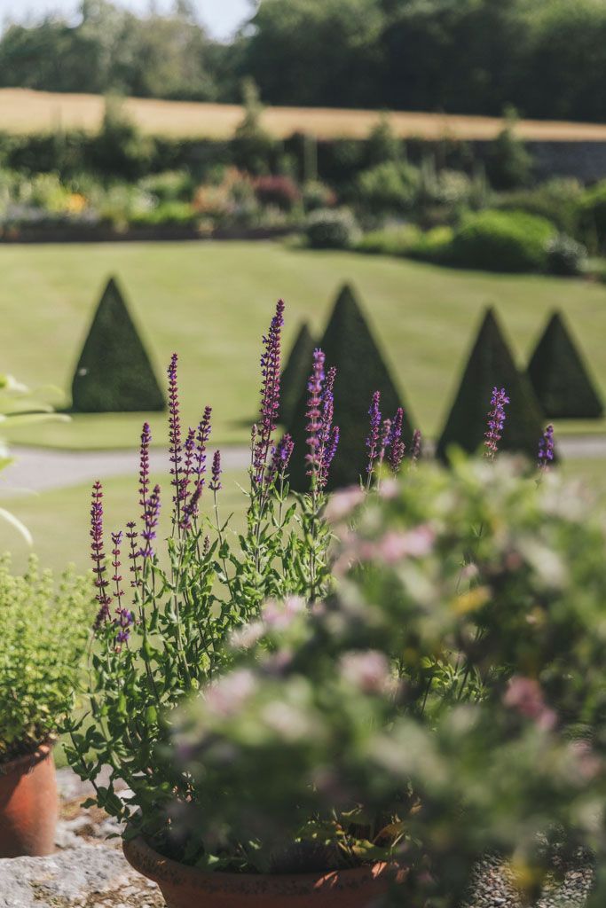 Purple flowering plants in terracotta pots with a manicured garden and trimmed cone-shaped trees in the background.
