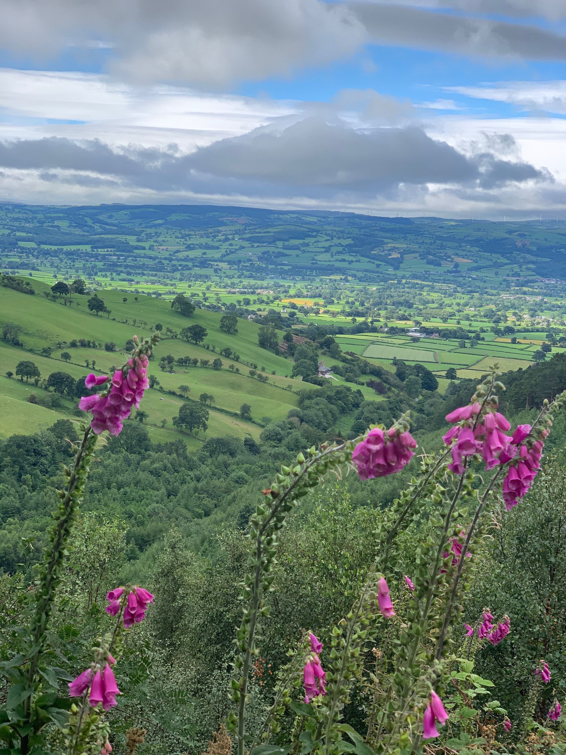 Purple foxglove flowers bloom overlooking a lush green valley under a cloudy sky.