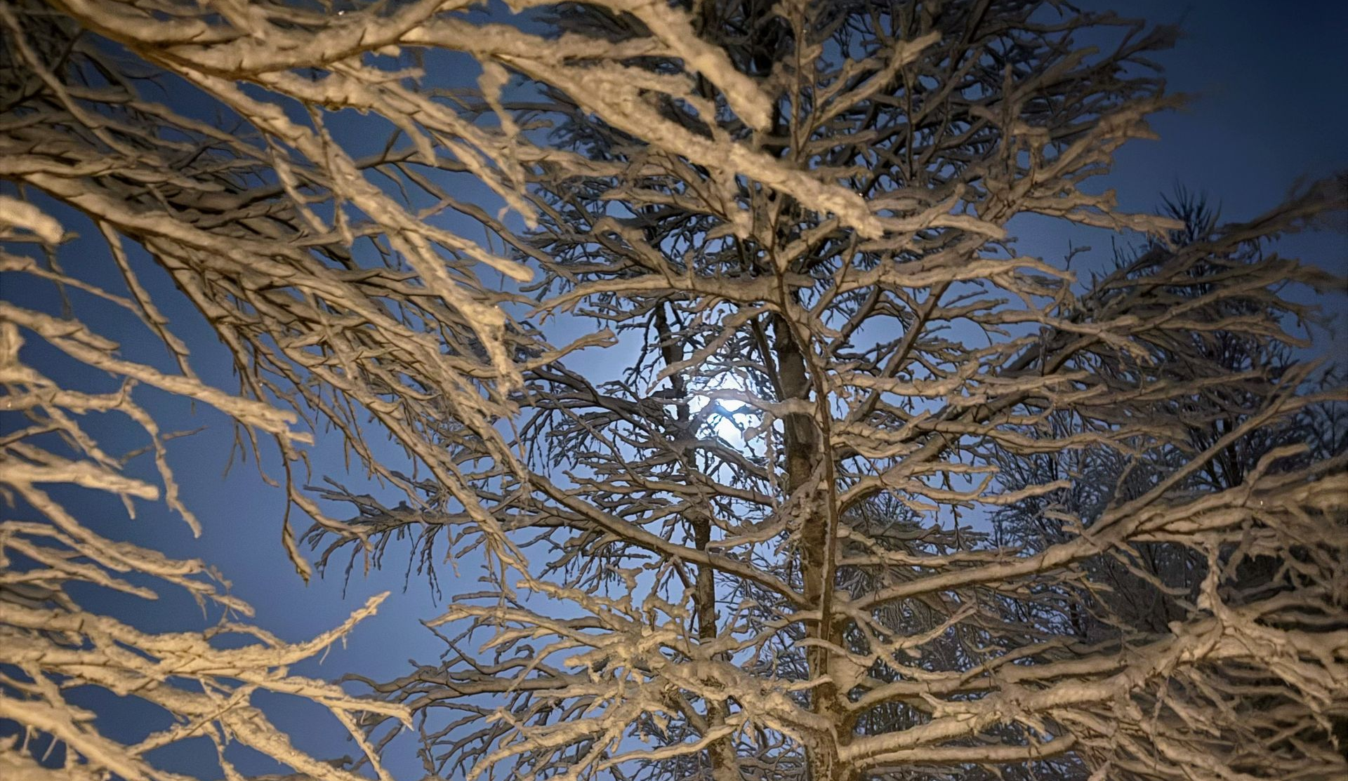 Snow-covered tree branches frame a bright moon in a night sky.