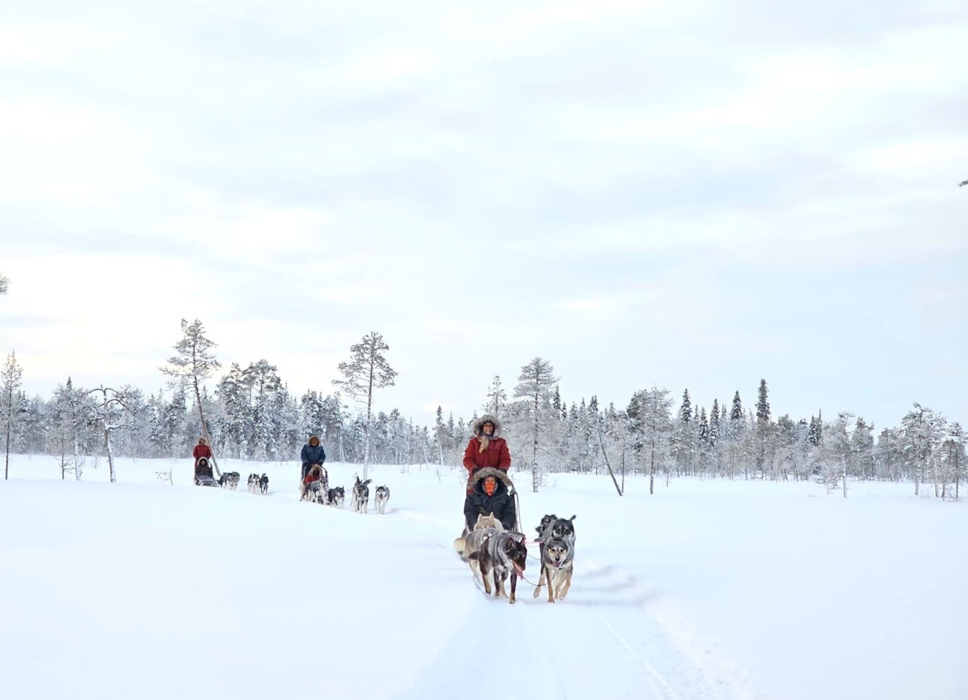 Husky ride in snow