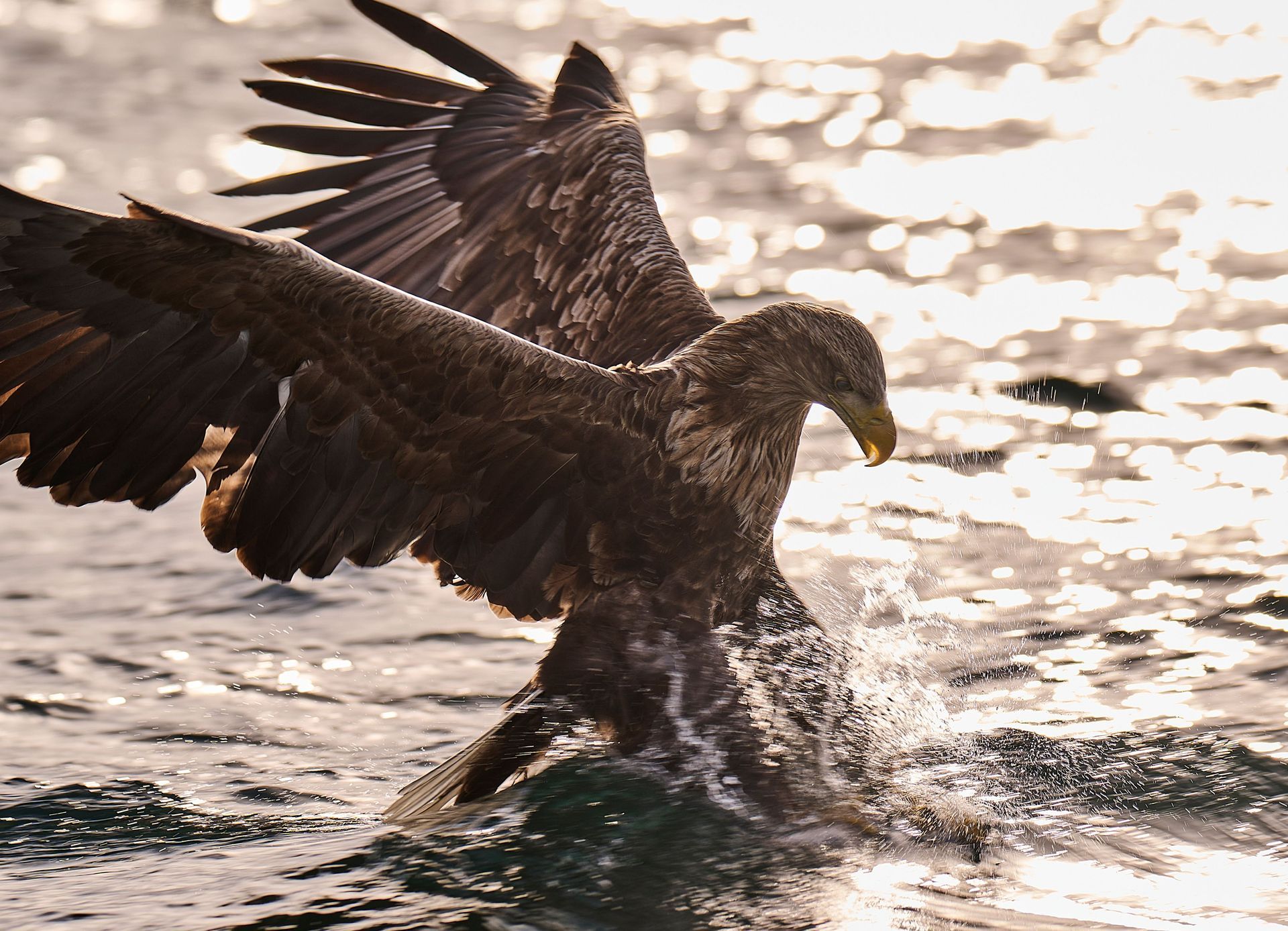 wild eagle Norway