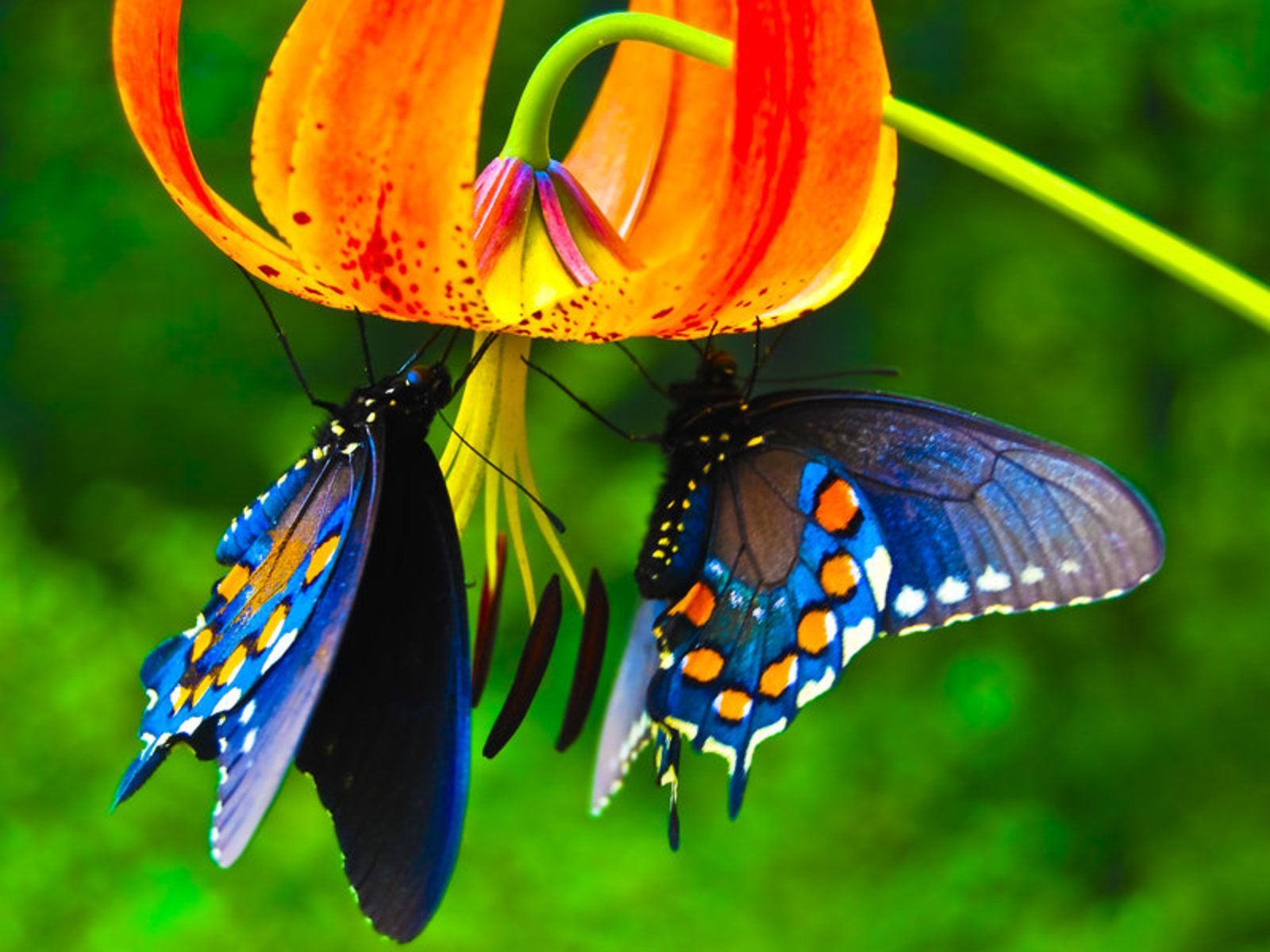 Two blue butterflies feeding on an orange and red flower.