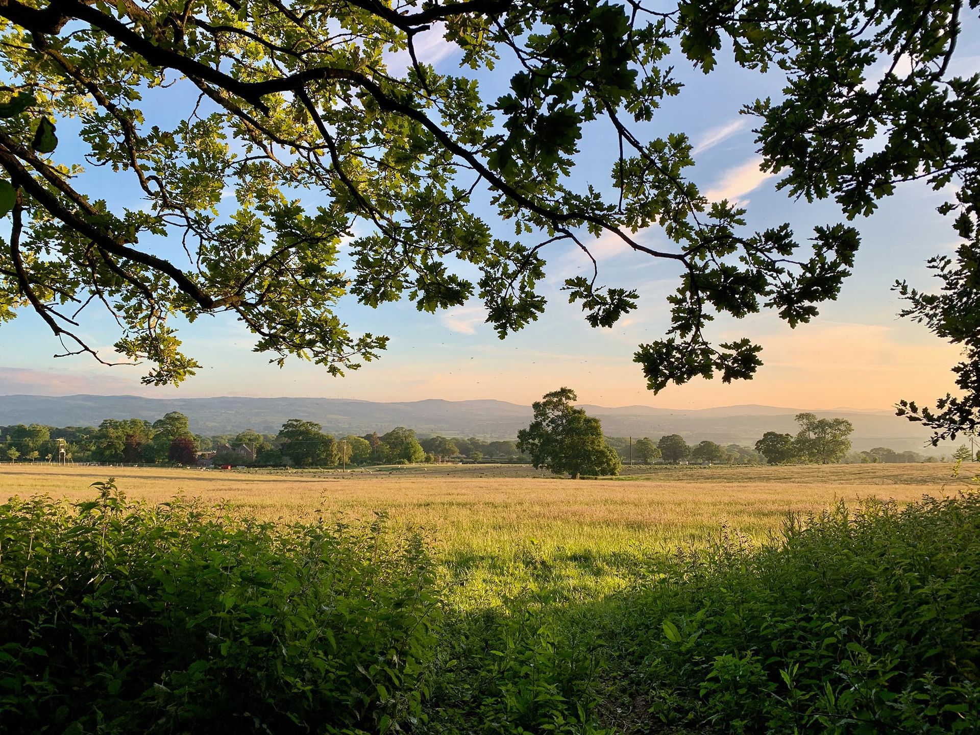 countryside scene wtih trees