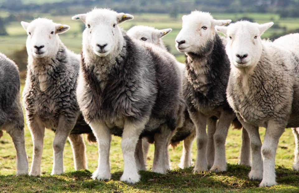 Flock of sheep standing in a grassy field, looking toward the camera; gray and white wool.