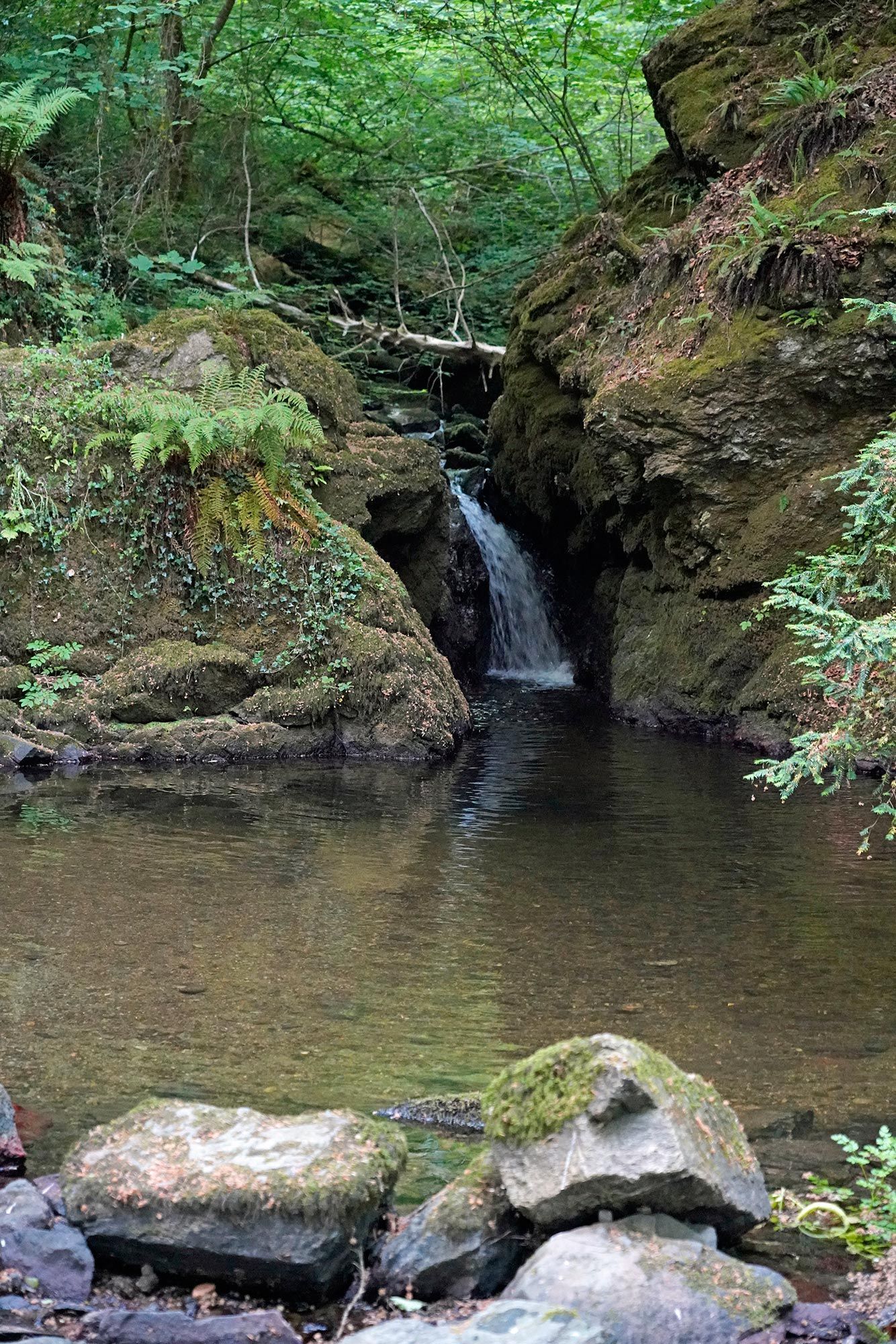Small waterfall cascading into a clear pool, surrounded by mossy rocks and lush greenery.