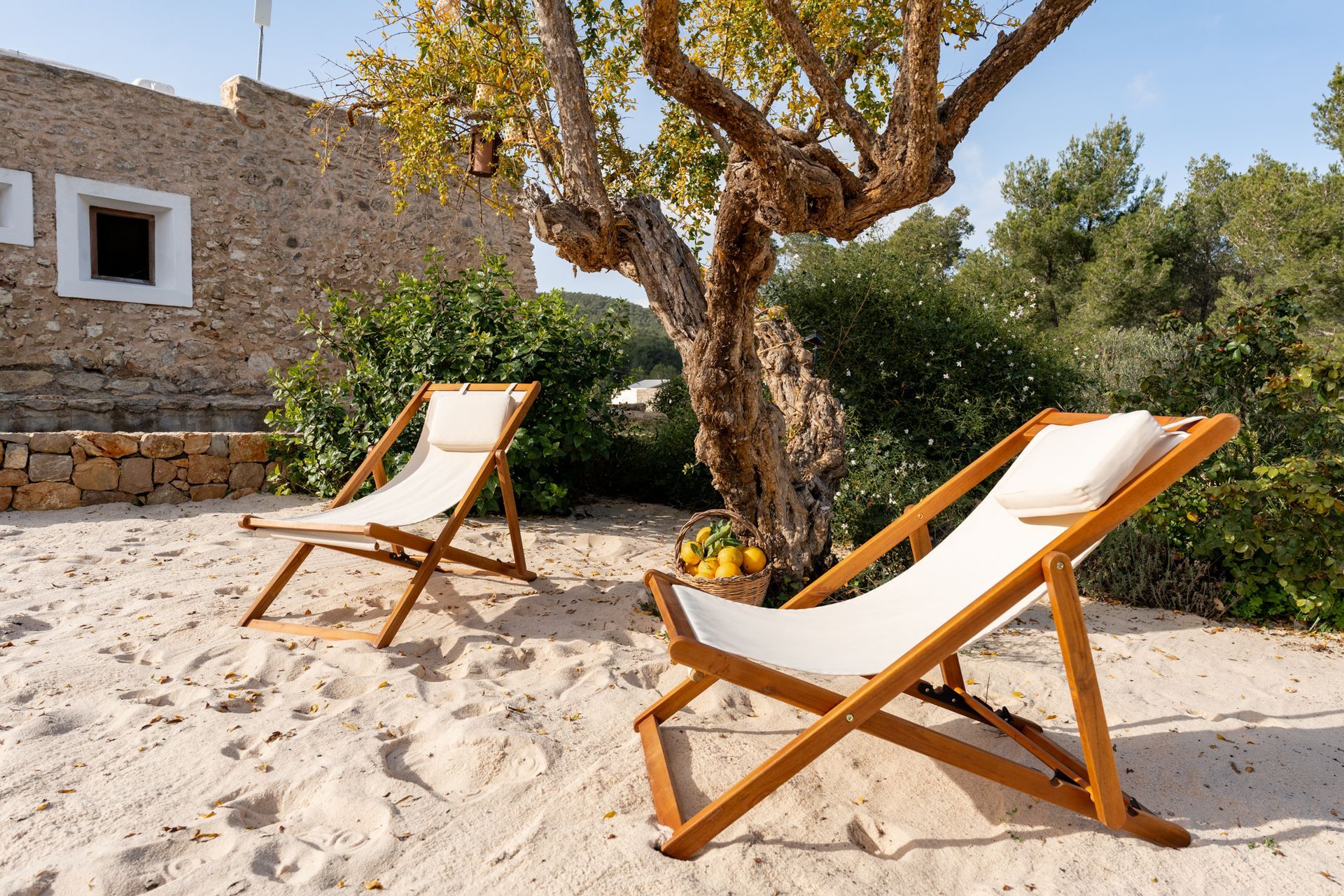 Two deck chairs in sand by a tree with basket of lemons