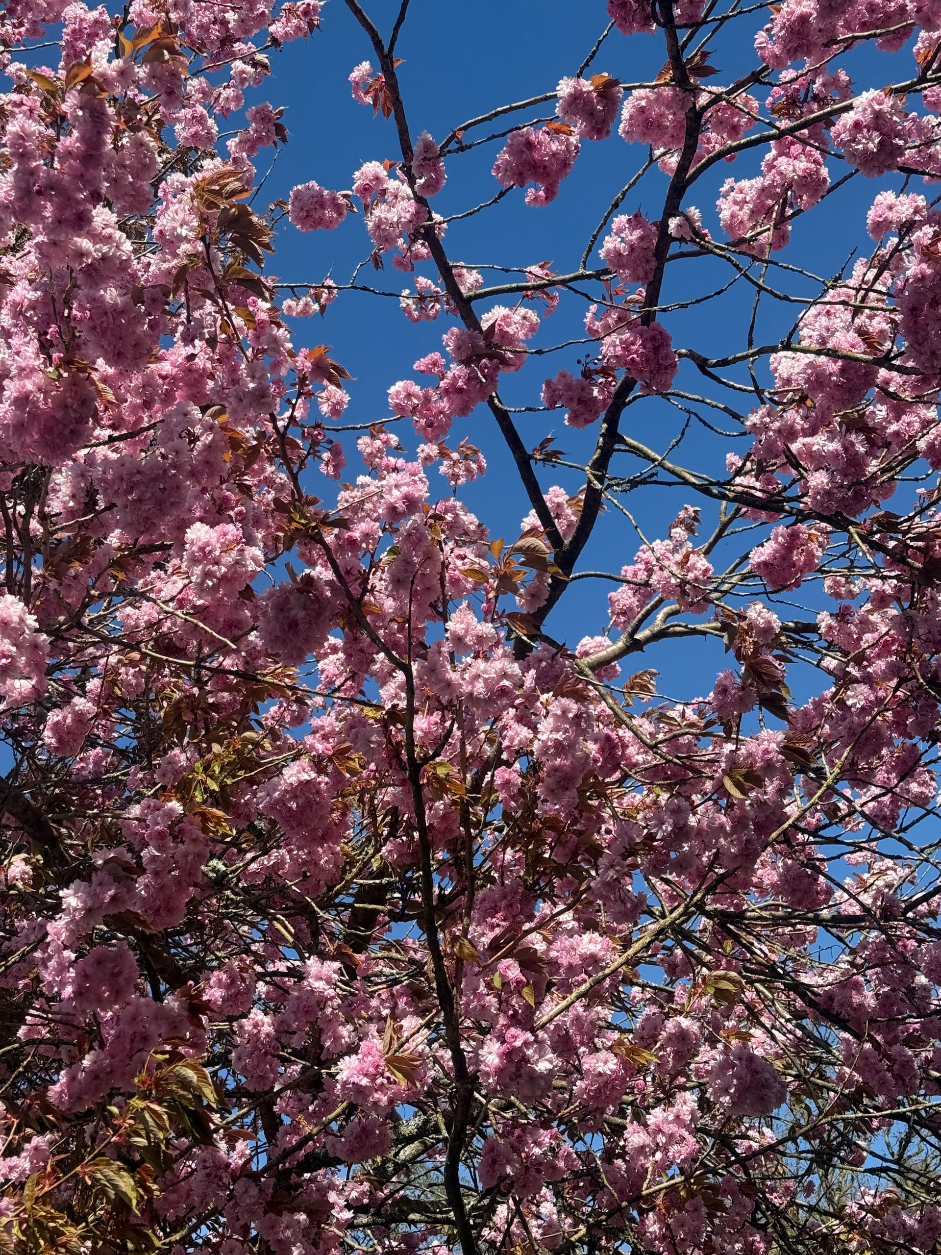 spring blossom and blue sky