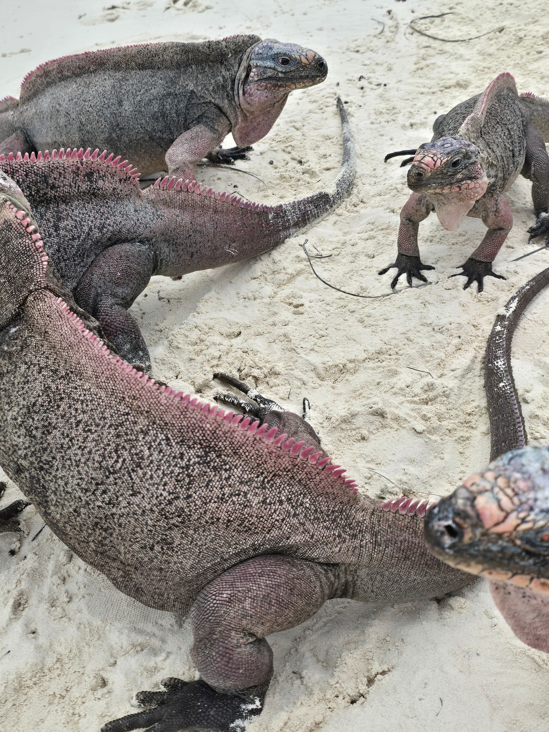 iguanas