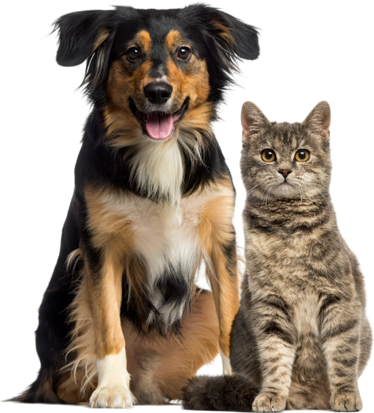 A dog and a cat are sitting next to each other on a white background