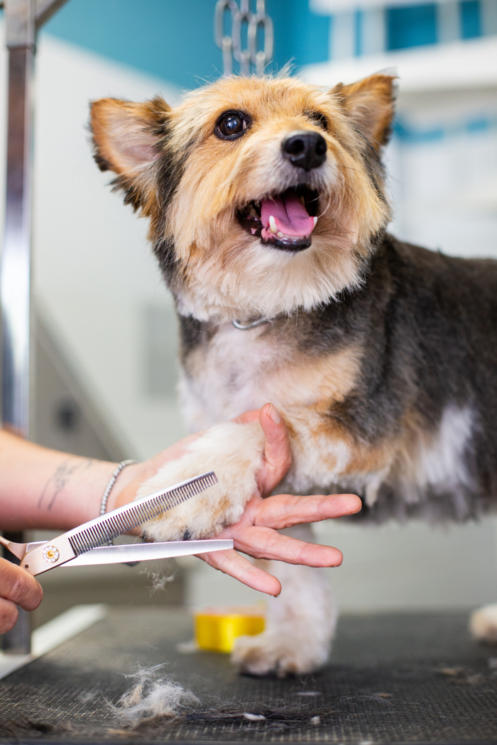 A person is cutting a dog 's paw with scissors.