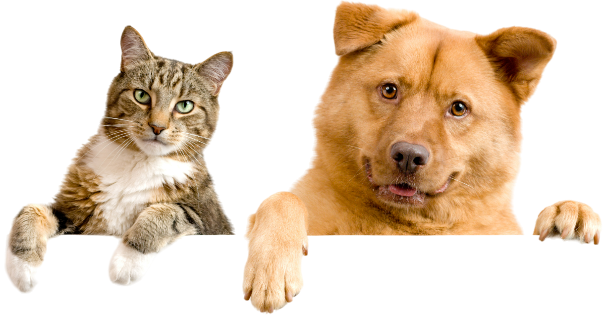A cat and a dog are peeking over a white sign.