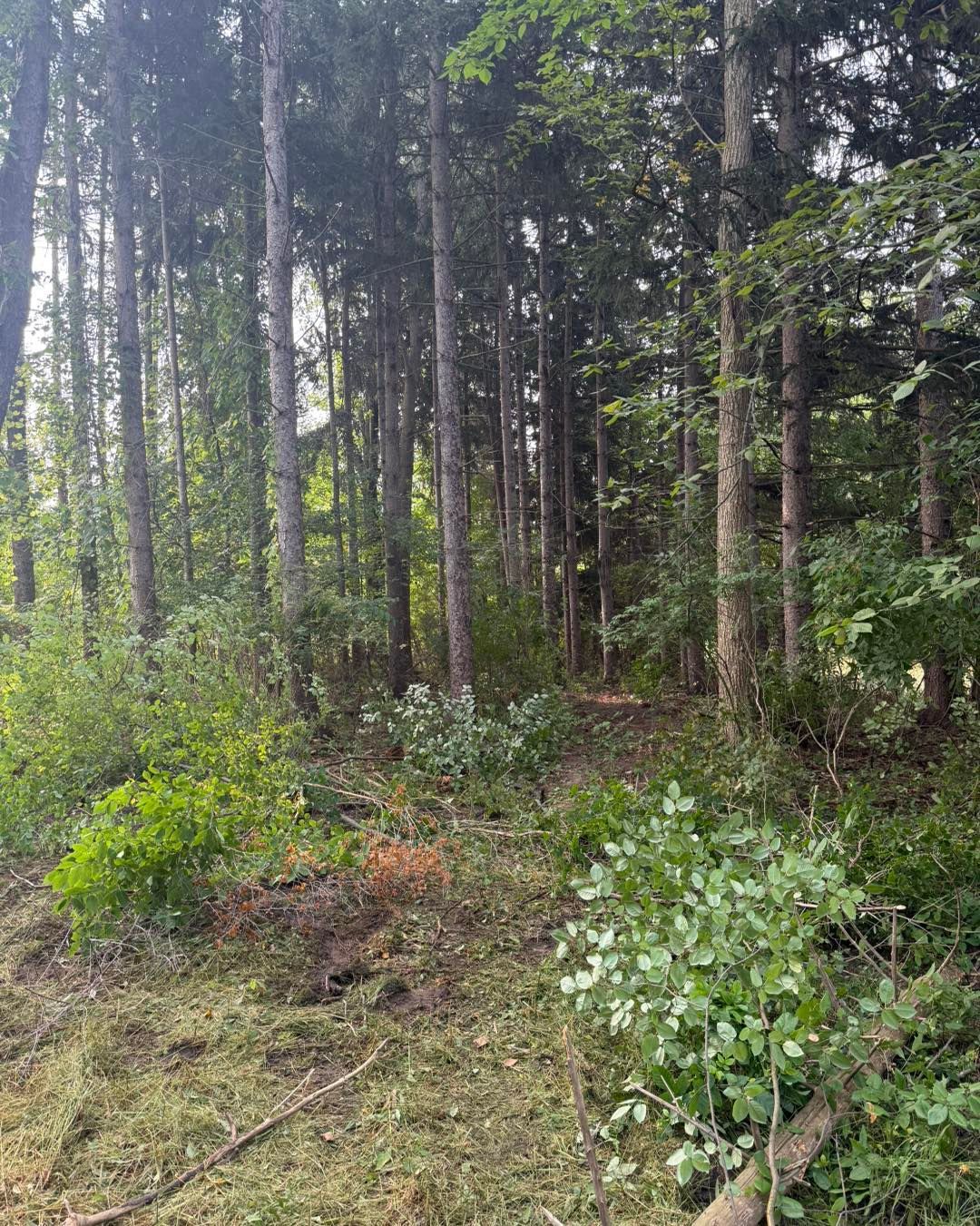 Forest scene with tall, slender trees, green foliage, and a path leading into the woods. Land Clearing