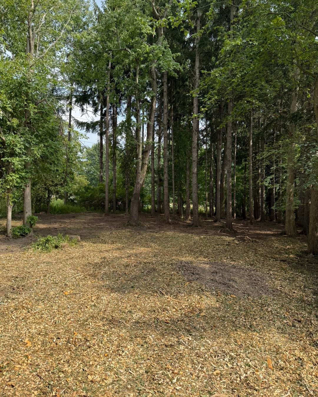 Orange skid steer clearing brush in a wooded area.