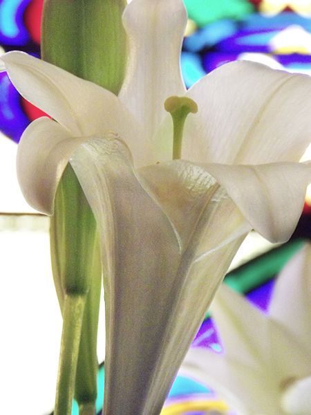 White Easter lilies bloom with green stems against a colorful blurred background