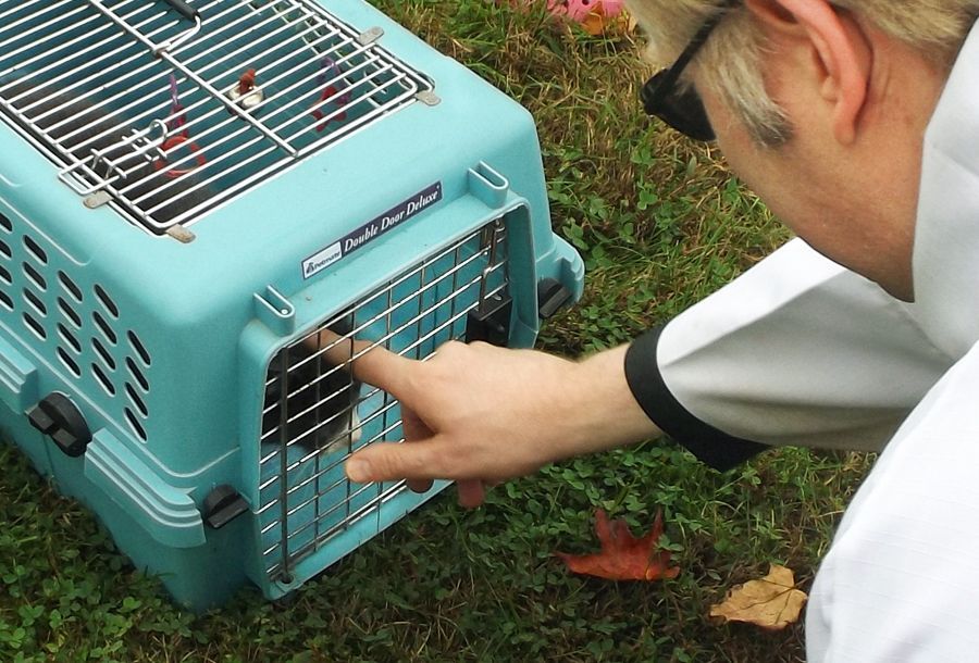 The Pastor reaches down to bless a gray pet cat in a light blue crate