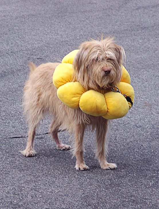 Scruffy tan dog wearing a bright yellow flower-shaped plushy collar, standing on pavement.
