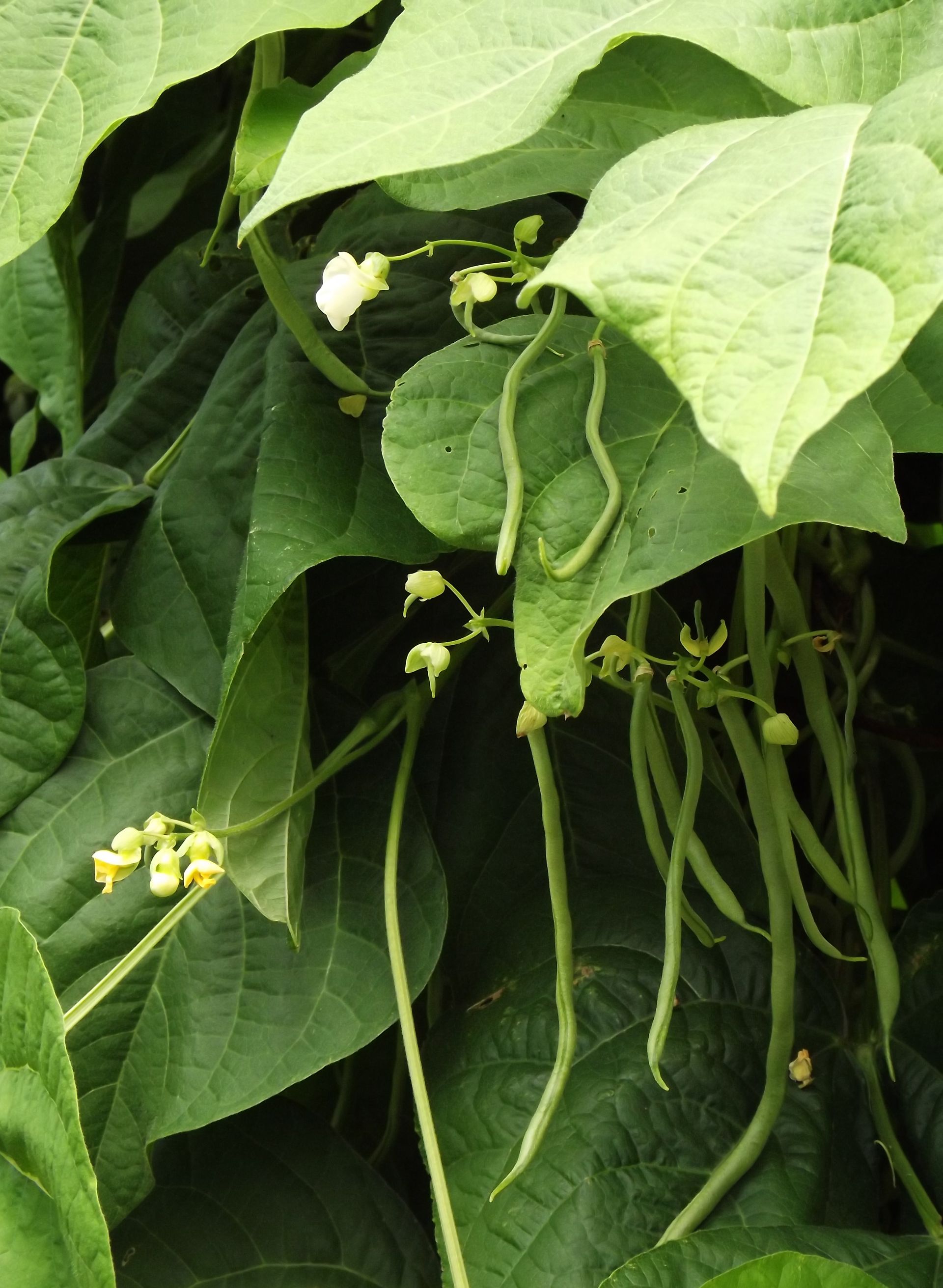 Green bean plants display leaves w/white blossoms & hanging pods