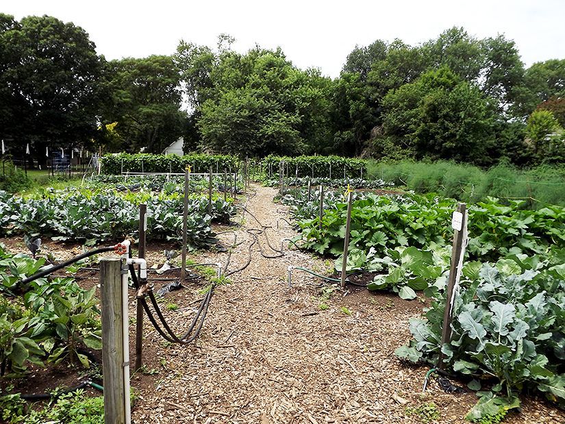 Rows of vegetables growing in a garden area with hoses, labeled posts, a gravel path between beds and trees in the background