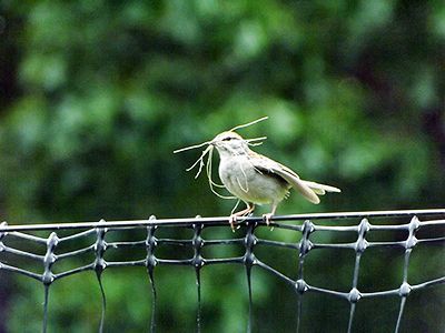 Small pale bird perched on a wire fence with nesting material in its beak, against a green blurred background of foliage