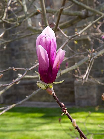 A pink magnolia bud sprouts on a branch against the blurred background of the stone church wall, w/a grassy green lawn below.