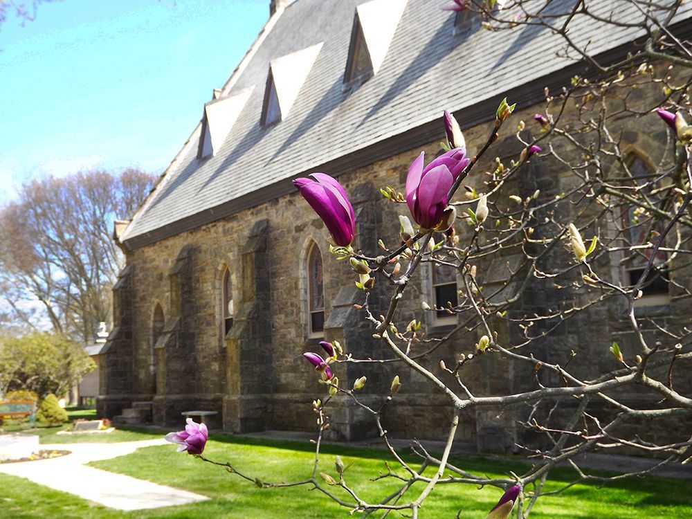 A side view of the steep-roofed stone church building is framed by pink magnolia blossoms in a sunny yard.