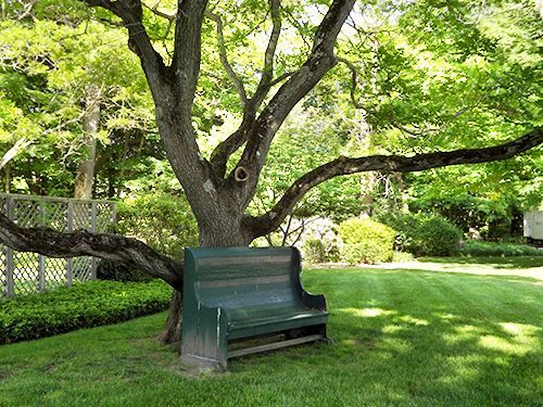 A green-painted wood park bench sits in the shade, under a large tree on a grassy lawn, w/latticework & shrubbery in back