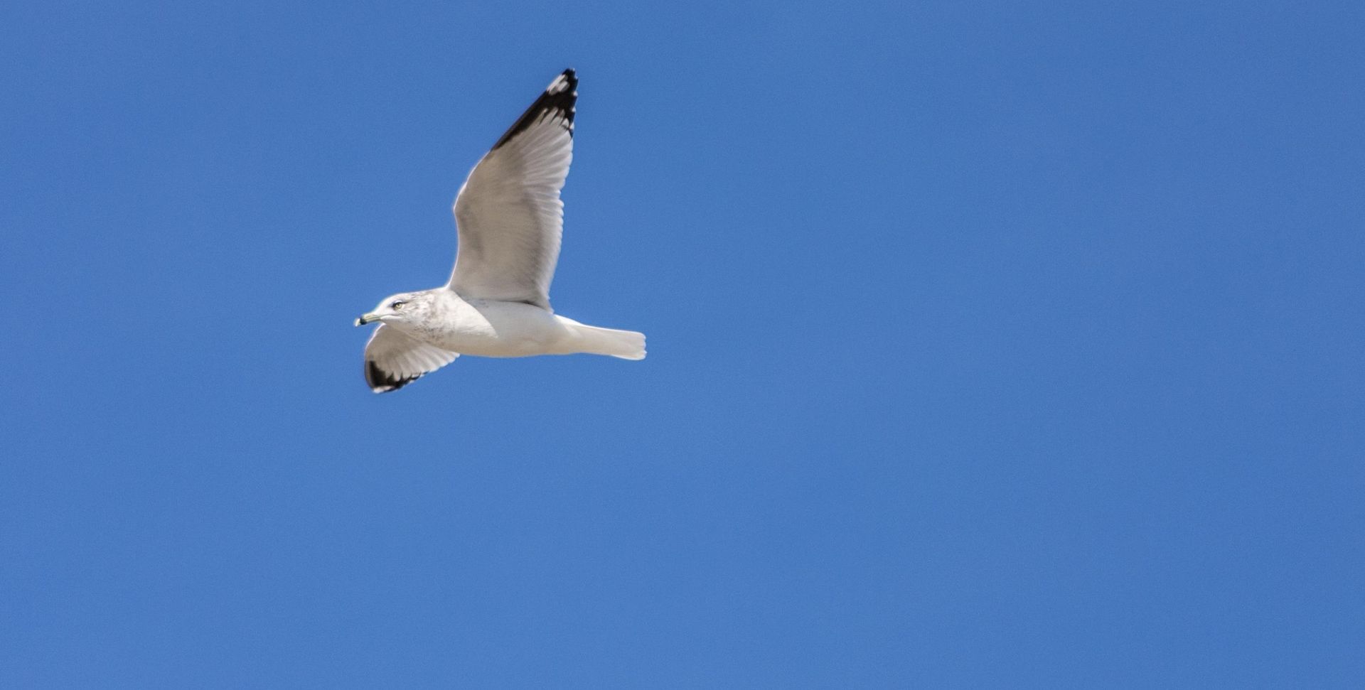 A white seagull glides across a clear blue sky