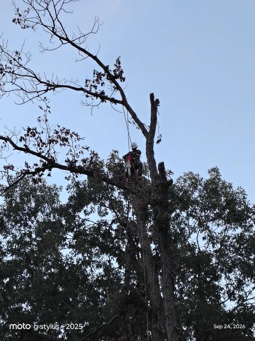 Person operating a chainsaw to cut a log outdoors, with wood chips flying.