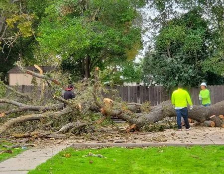 Workers clearing a fallen tree from a residential street. Green grass and trees are visible.