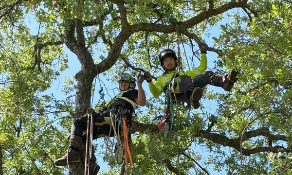 Two arborists in safety gear trim a tree; one smiles, other looks on.