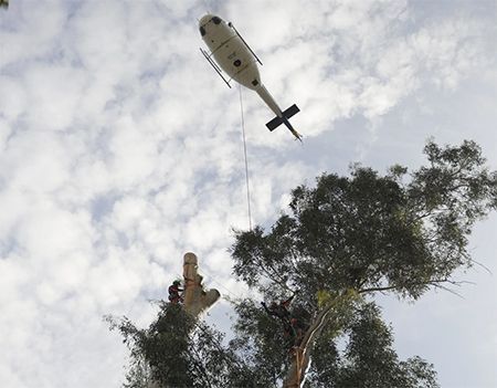 Helicopter hovering above tall trees against a cloudy sky, with a person in the treetop below