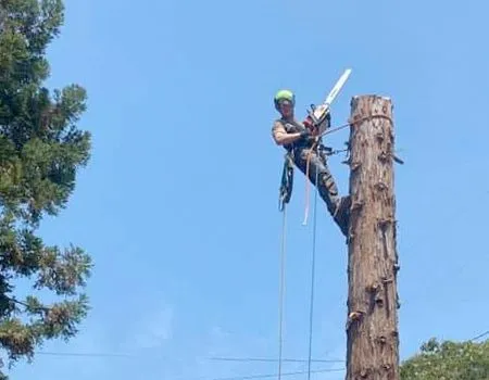 Arborist with chainsaw, secured to a tree, cutting a trunk on a sunny day.