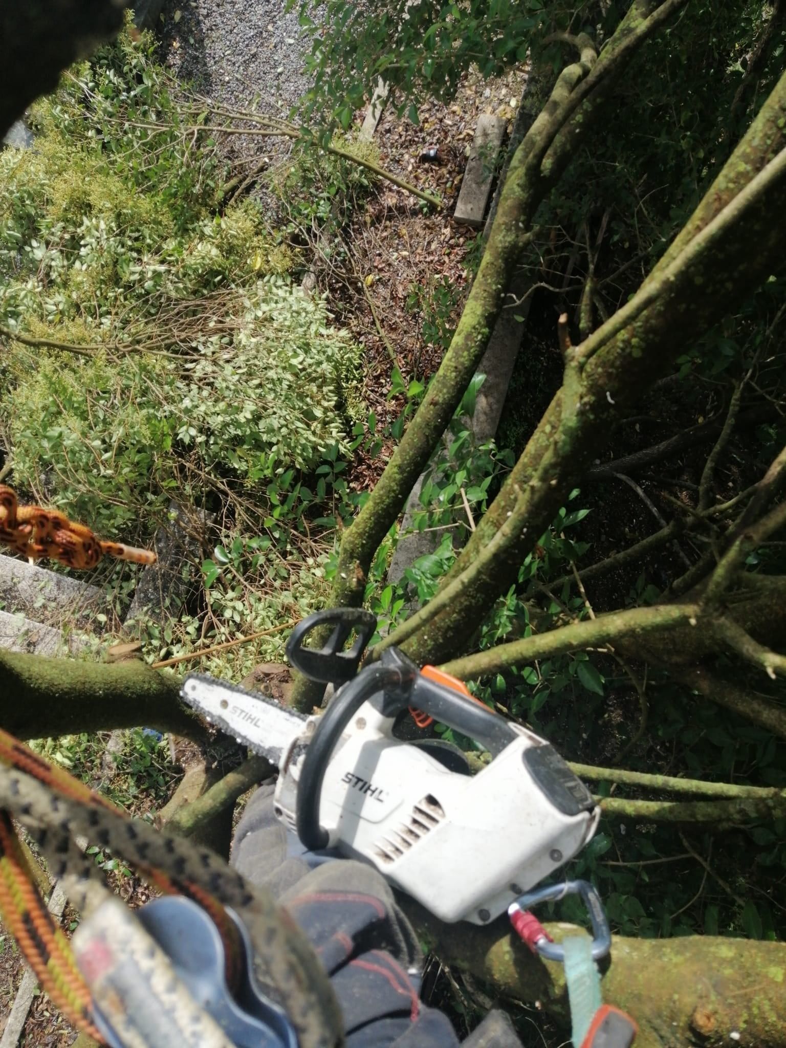 Una persona sta tagliando un albero con una motosega.