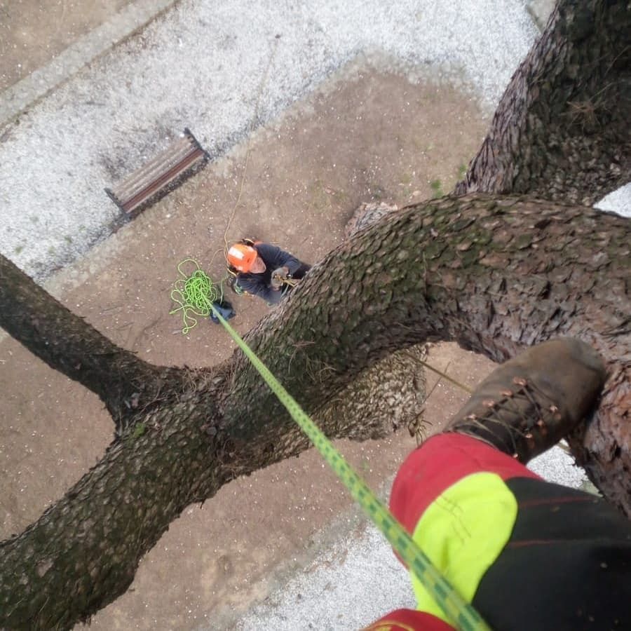 Una persona sta scalando un albero con una corda.