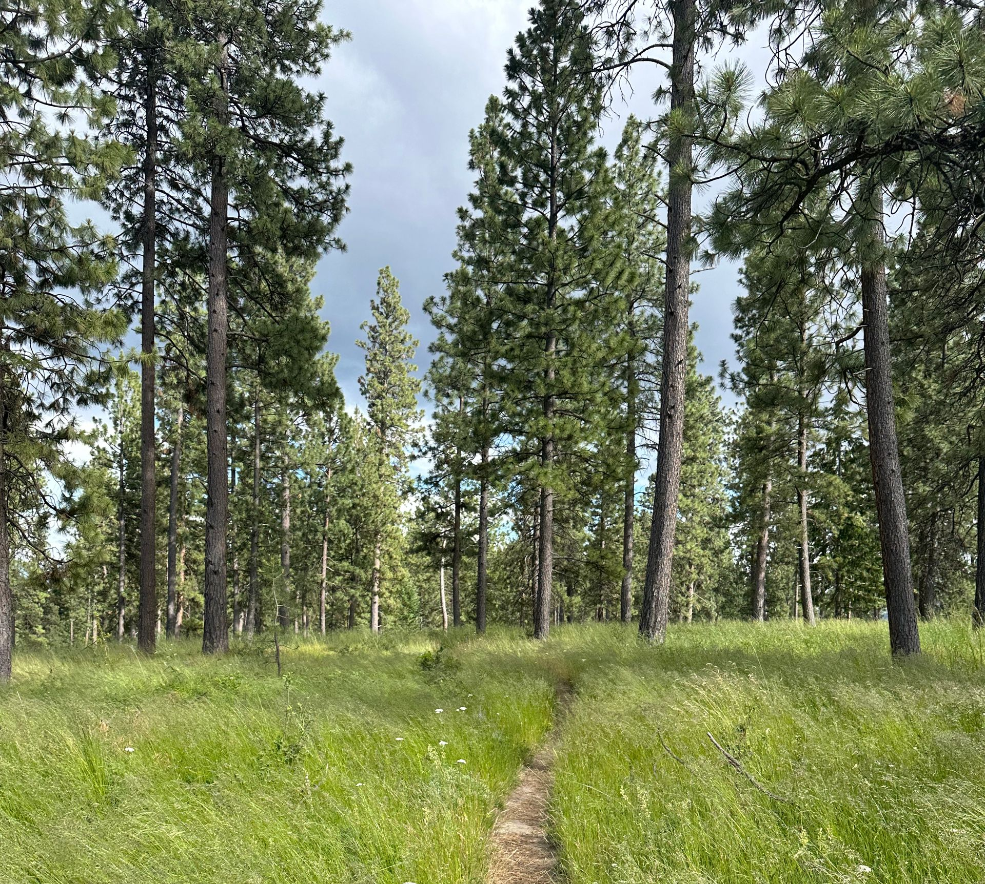 Forest trees near Mount Emily in Eastern Oregon symbolizing growth, renewal, and wellness