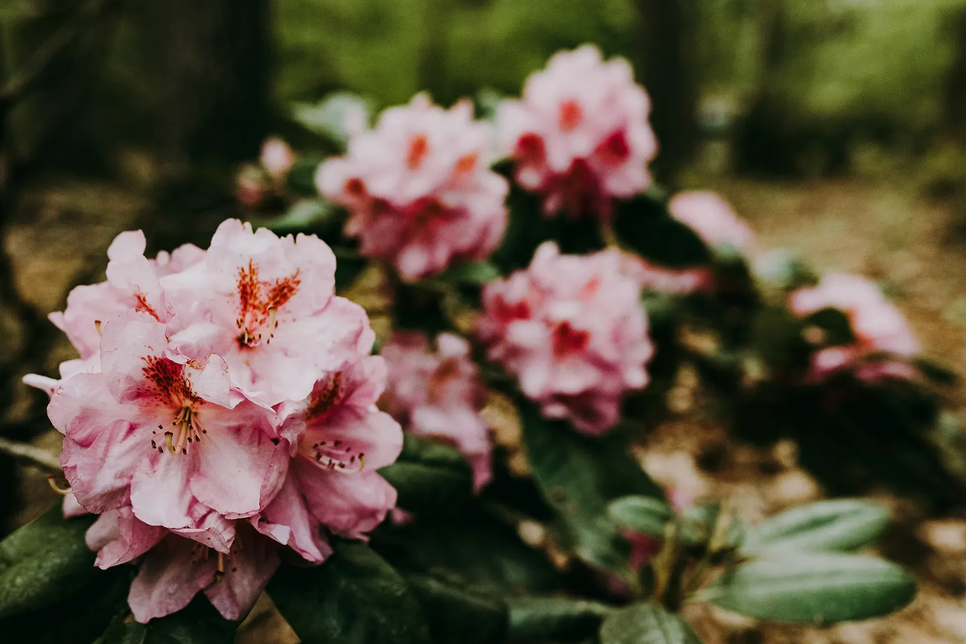 Send Flowers
