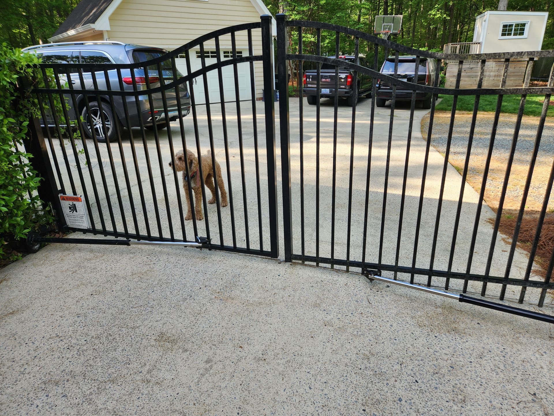 Dogs at a black metal gate in a driveway with parked cars behind them.