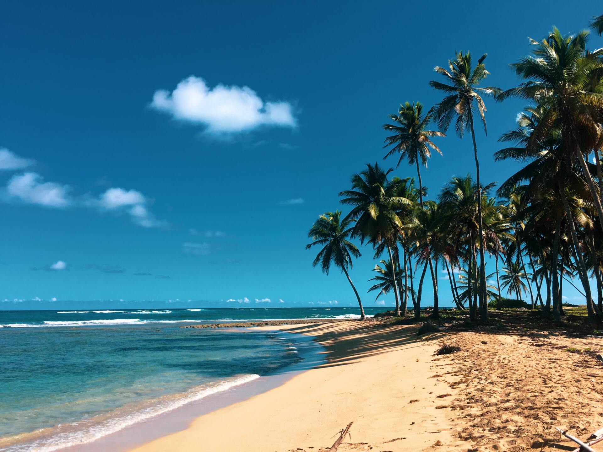 Land and Sea Travel Dominica Republic beach and palm trees