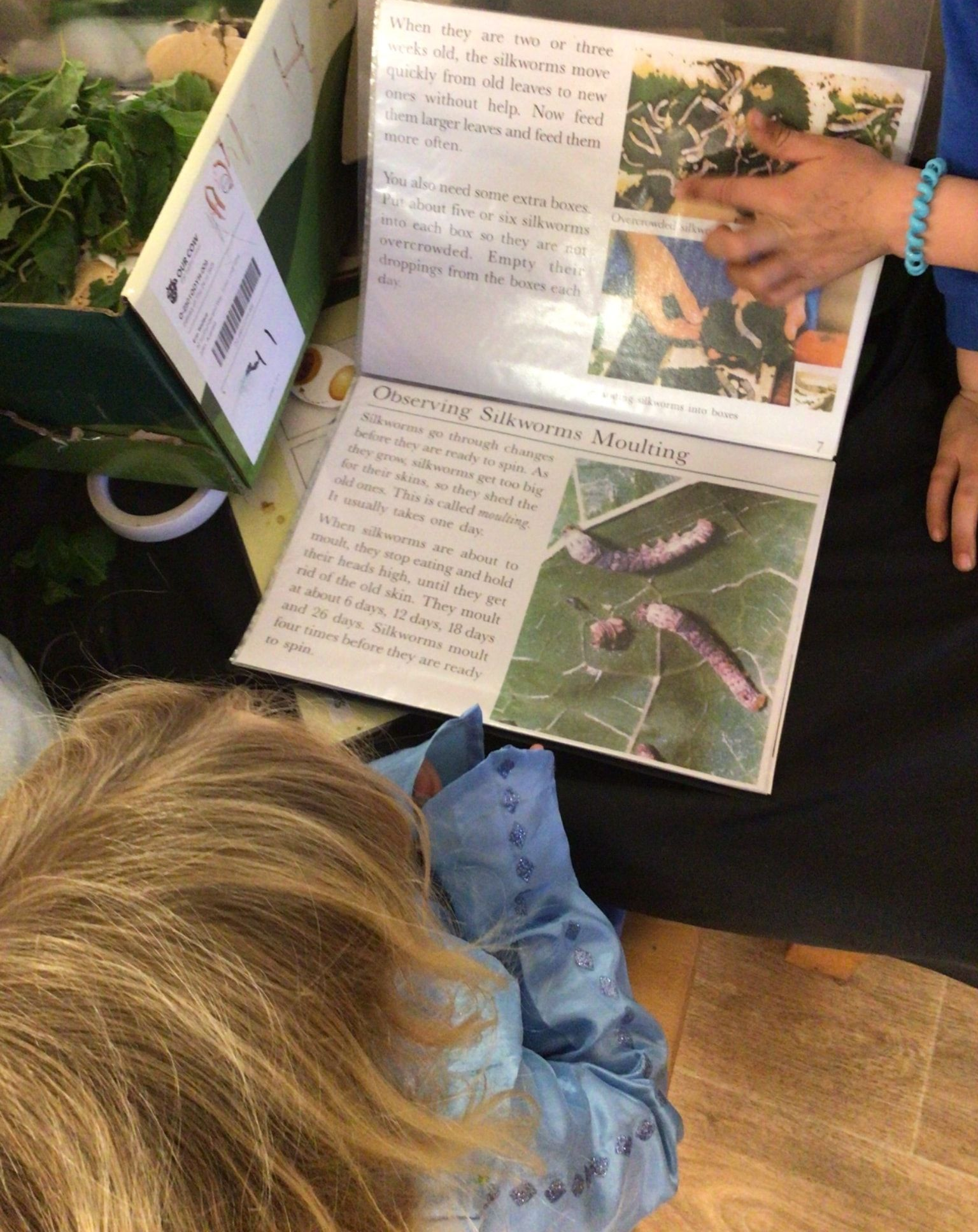 Child reading a book about insects, pointing at the page. Green plants and containers are visible nearby. — Kinburra Preschool (Kincumber) in Kincumber, NSW