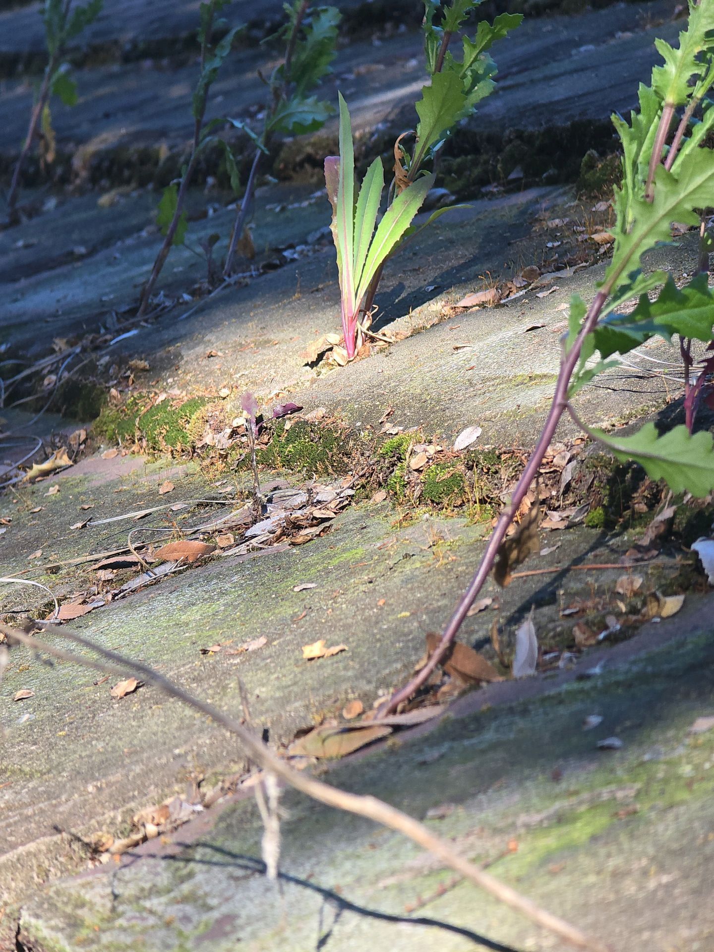 Small green plants and moss growing between the weathered, layered concrete steps of an outdoor staircase.