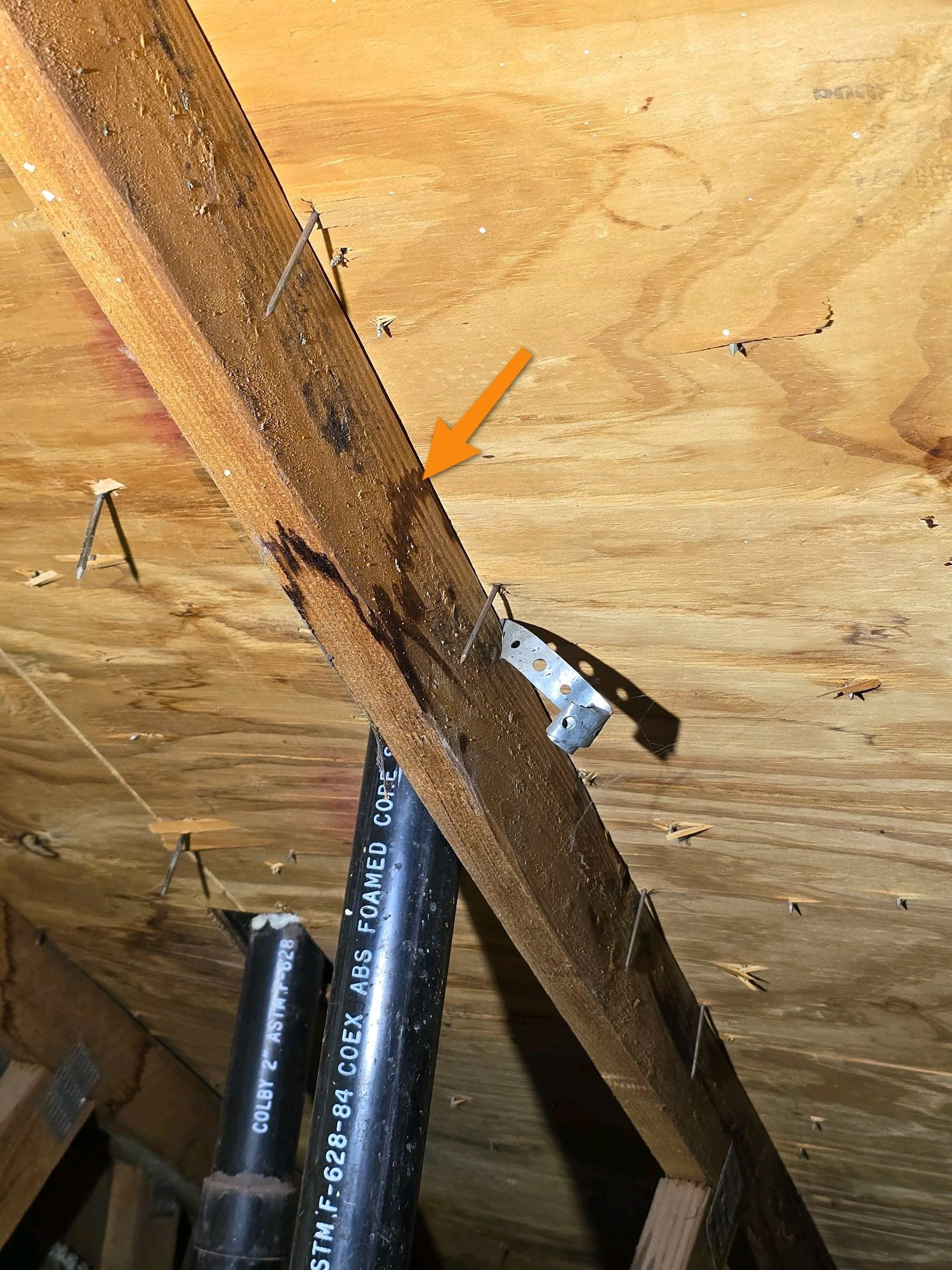 An orange arrow points to water stains and mold on a wooden roof rafter near black plumbing pipes in an attic.