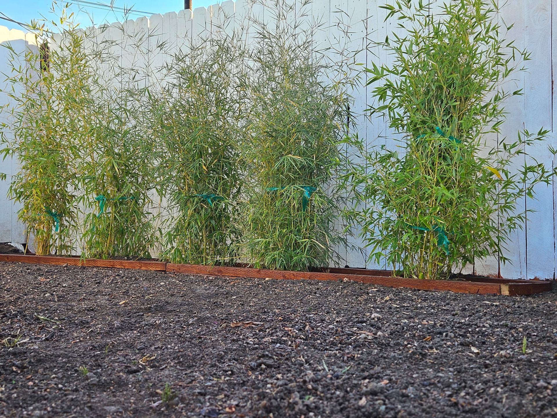 Five young bamboo plants in a raised planter bed against a white wooden fence, with dark gravel in the foreground.