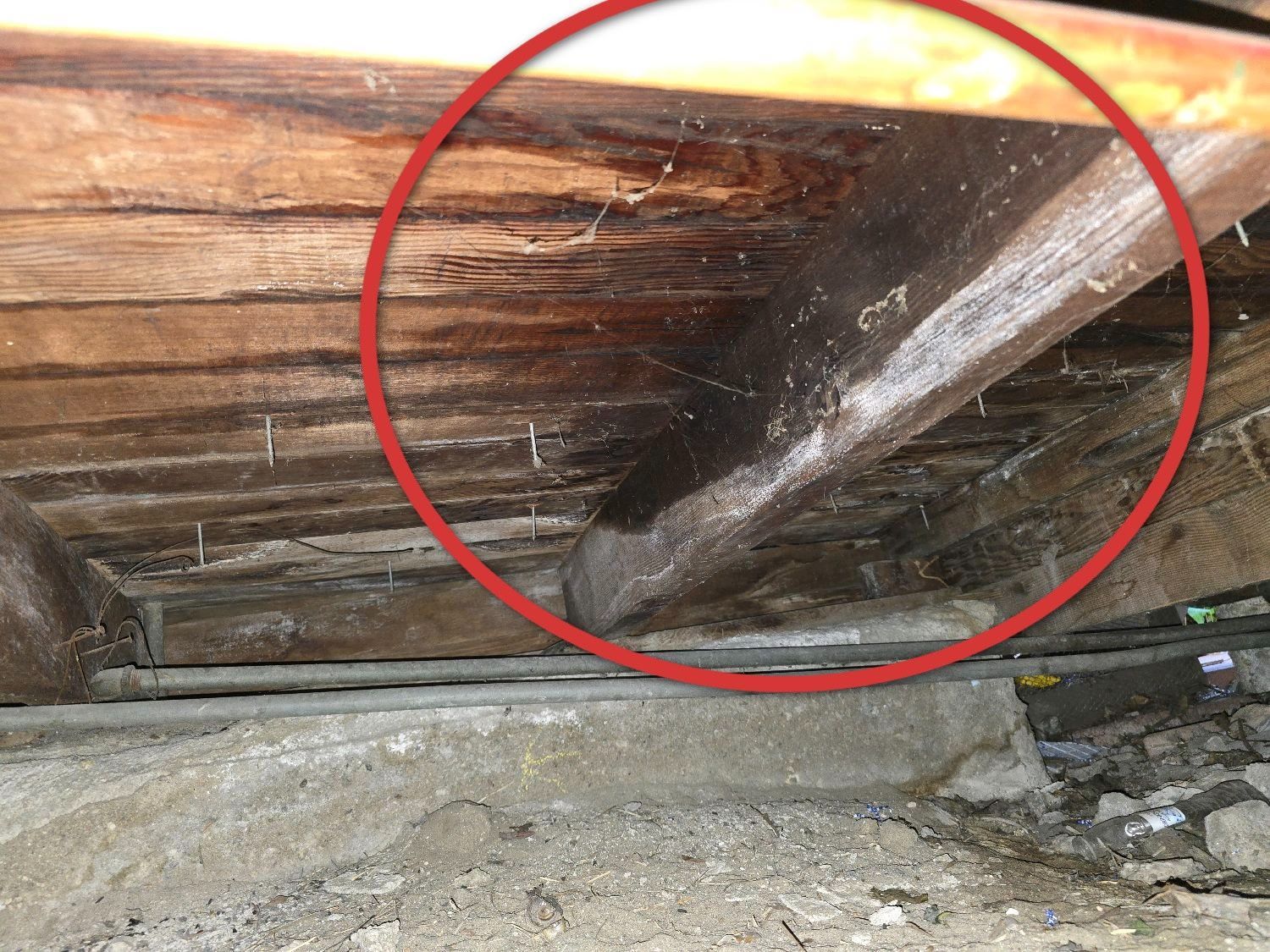 A red circle highlights dark, damp wooden beams and flooring in a crawlspace, showing signs of moisture and wood rot.