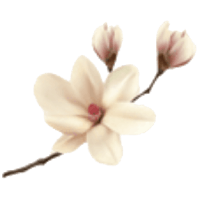 Magnolia Florist