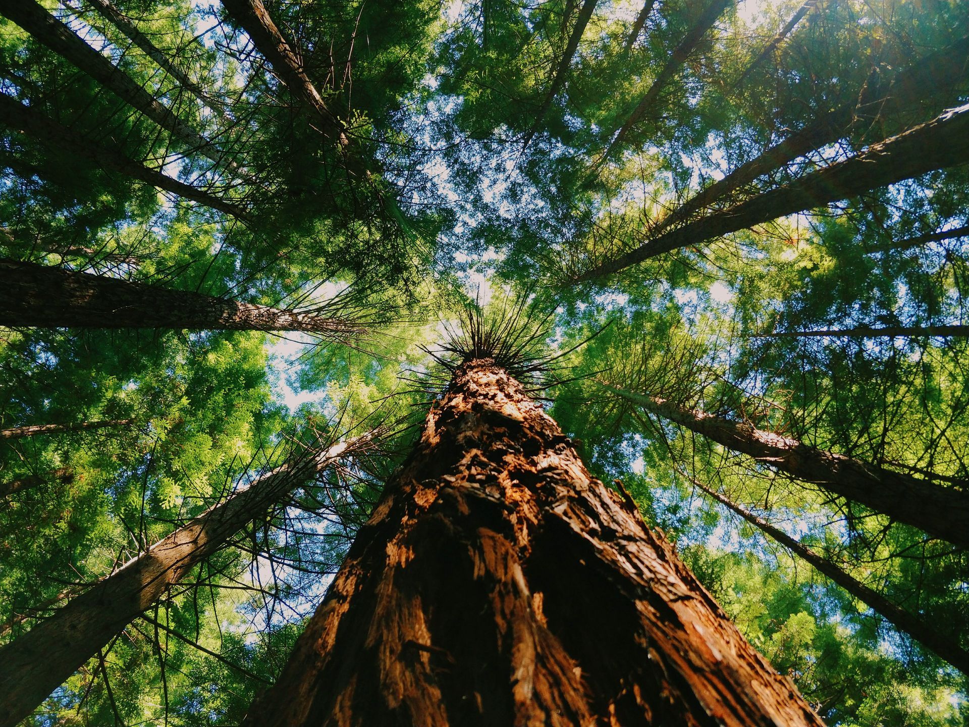 Redwood trees taken from the ground looking up with foliage all around