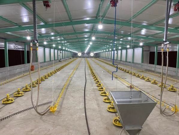 Interior view of a large chicken coop with feeding and watering systems, concrete floor, and bright overhead lights.