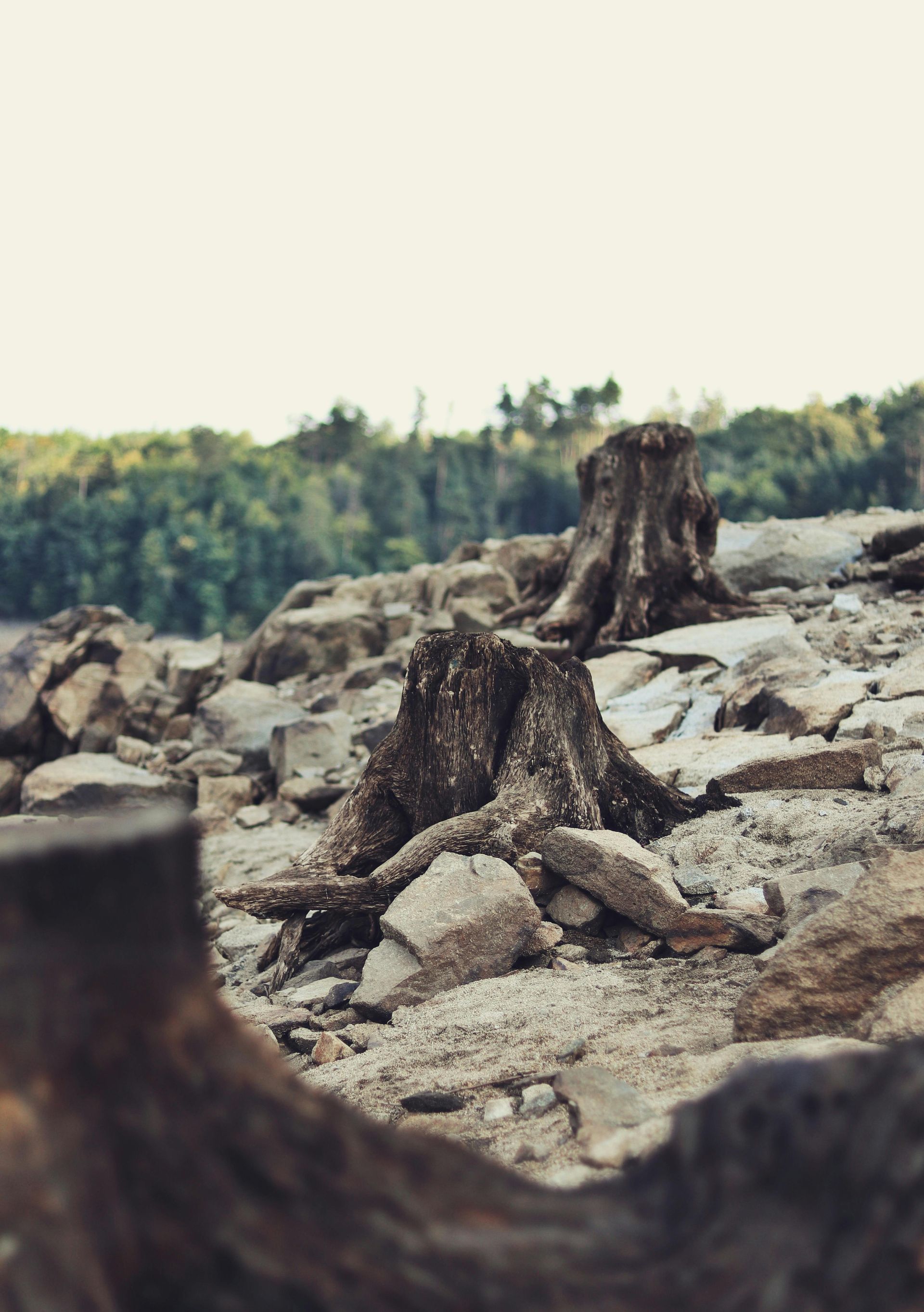 Tree stumps and rocks in a dry, rocky landscape with a forest in the background