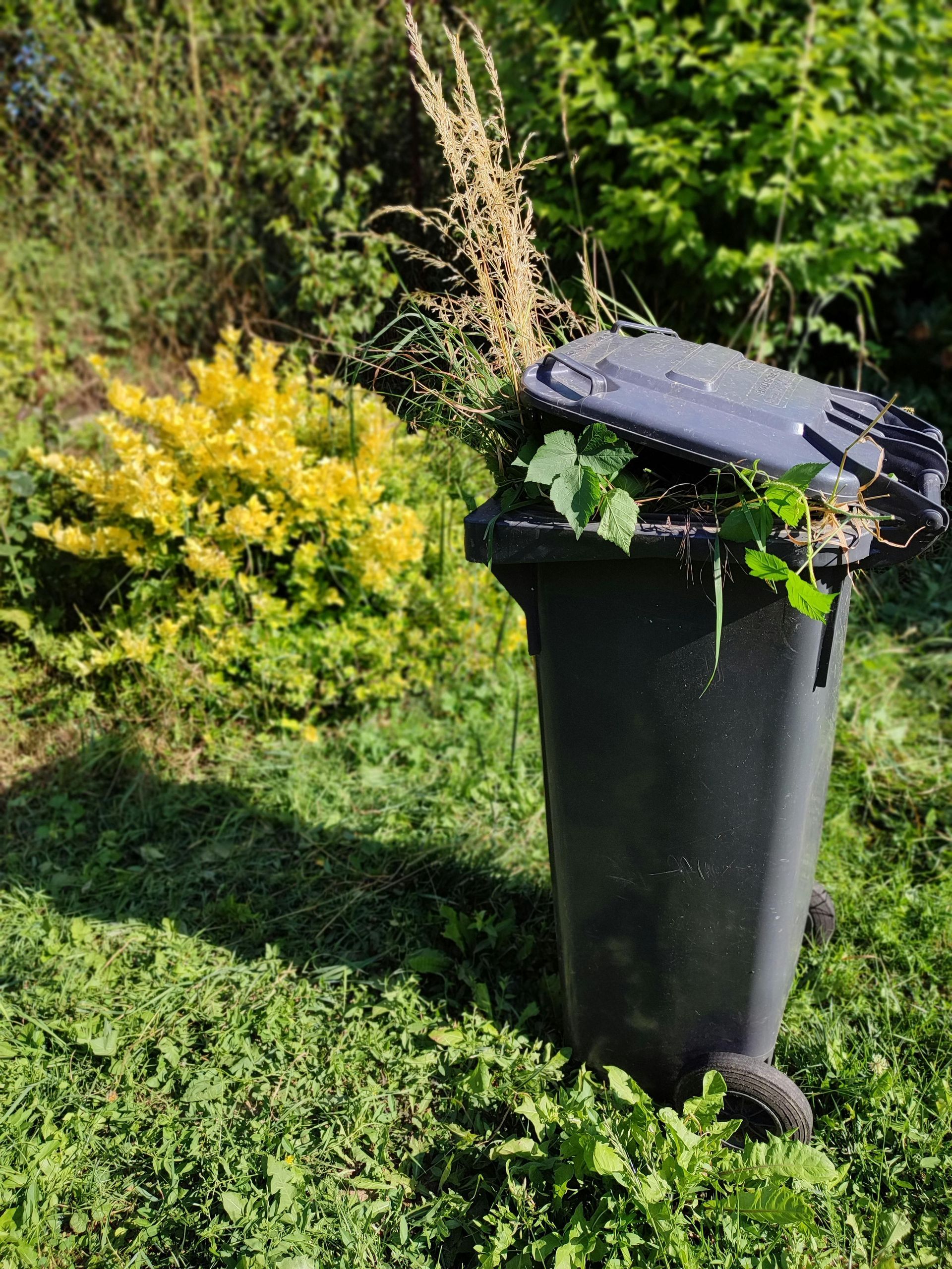 Black trash bin in a grassy yard beside yellow flowers and green shrubs